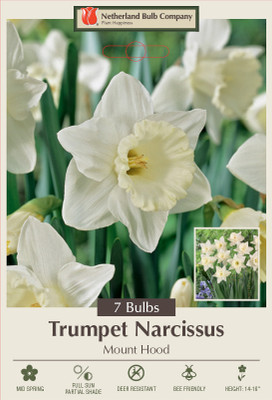 Dutch Master Daffodil 7 Bulbs - 14/16 cm Bulbs