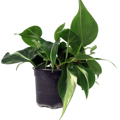 Rare Exotic Silver Stripe Philodendron 4" Pot - Low Light - Easy