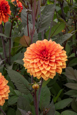 Statue of Orange Dahlia - Dinnerplate Fimbriata Flower - #1 Size Root Clump