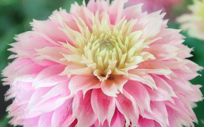 Pink Impact Dahlia - Dinnerplate Fimbriata Flower - #1 Size Root Clump