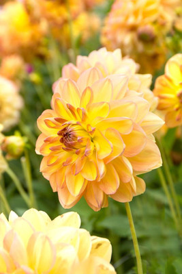 Happy Go Lucky Dahlia - Dinnerplate Fimbriata Flower - #1 Size Root Clump