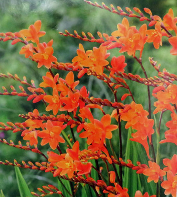 Peach Melba Crocosmia 5 Bulbs - 10/+ cm Bulbs - Very Hardy