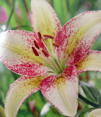 Tripple Dance Lily - 3 Bulbs - White with Pink and hint of Green centre- 14/16 cm