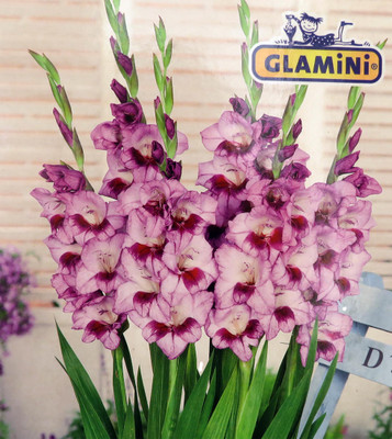 Tina Glamini Gladiolus 10 Bulbs - 10/12 cm - Soft lavender