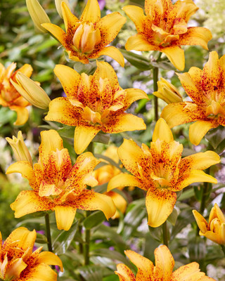 Double Nugget Lily - 3 Bulbs - Yellow with a dark red center- 14/16 cm