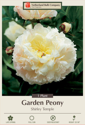 Shirley Temple Peony - Fragrant - Blush pink to white - 2/3 Eye Bareoot