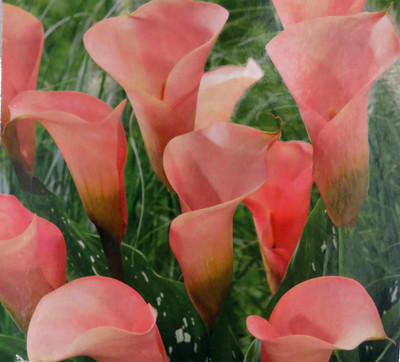 Peach Pearl Calla Lily Bulb - 14/16cm Bulb