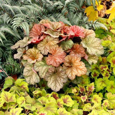Changeling Heuchera - Coral Bells - Live Plant - 3" Pot - Shade Perennial