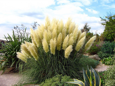 25 White Pampas Grass Plants - Cortaderia selloana - 2.5" Pot