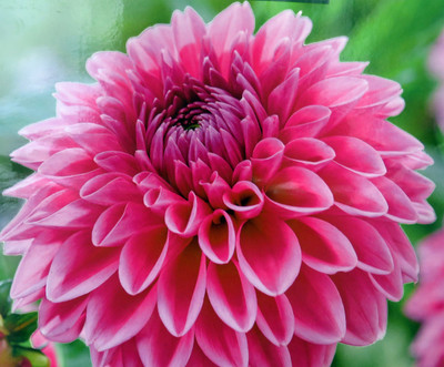 Sandra Dahlia - Decorative Flower - 2 bulbs