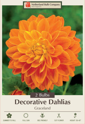 Graceland Dahlia - Decorative Flower - 2 bulbs