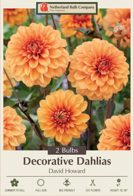 David Howard Dahlia - Decorative Flower - 2 bulbs