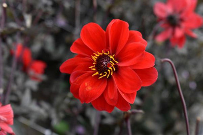 Bishop of Llandaff Dahlia - 1 Root Clump