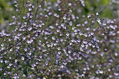 Blue Cloud Calamint - Mountain Mint - Live Plant - Quart Pot