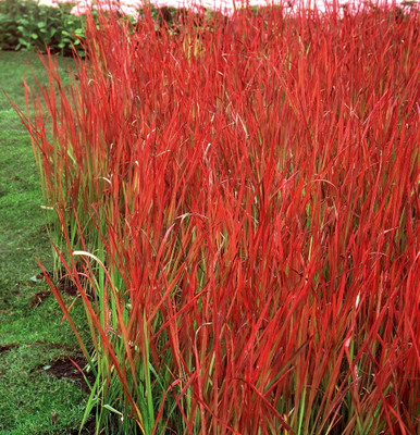 Japanese Blood Grass - Imperata cylindrica Red Baron - 2.5" Pot