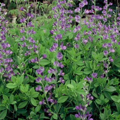 Indigo Blue Perennial - Baptisia australis - 2.5" Pot