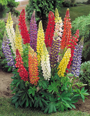 Minarette Lupine Perennial - Lupinus - 2.5" Pot