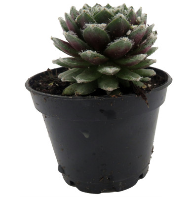 Hirt's-Gardens Products - Hirt's Gardens