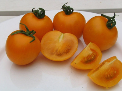 Sungold Tomato Plant - Super Sweet - 2.5" Pot