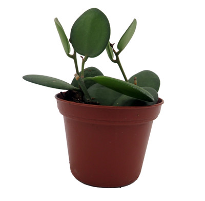 String of Coins - Xerosicyos Danguyi - 2.5" Pot