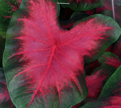 Caladium Sunset Pink 3 Bulbs - SalmonPink/Green