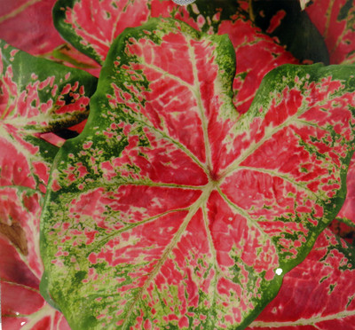 Caladium Ballet Slippers 3 Bulbs - Vibrant Pink/Green