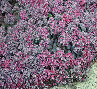Lidakense Sedum - Perennial Groundcover -Hardy- Quart Pot