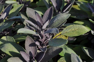 Purple Sage Herb - Grow Indoors/Out - Live Plant - 3" Pot