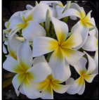 Luna Plumeria Plant - Frangipani - 12-16" Cutting