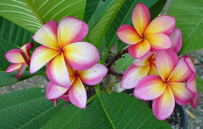 Liliana Plumeria Plant - Frangipani - 12-16" Cutting