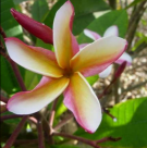Eclipse Plumeria Plant - Frangipani - 12-16" Cutting