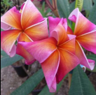 Rainbow Treasure Plumeria - Frangipani - 12-16" Cutting