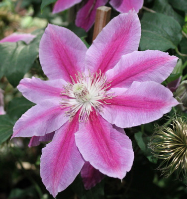 Dr. Ruppel Clematis Vine - 2.5" Pot - Perennial