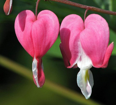 Dicentra spectabilis - Old Fashioned Bleeding Hearts - Gallon Pot