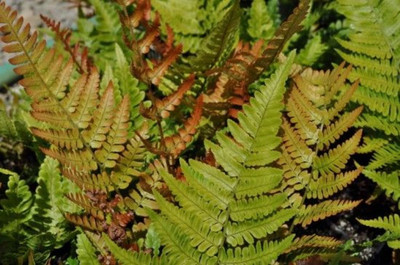 Brilliance Autumn Fern - Quart Pot - Dryopteris erythrosora