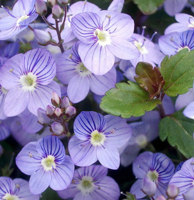 Waterperry Blue Veronica - Creeping Speedwell - Quart Pot - Live Plant