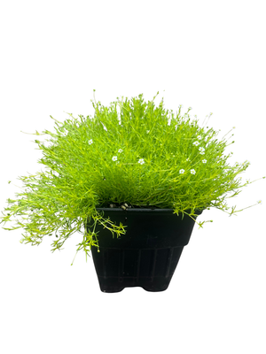 Scottish Moss - Sagina subulata Aurea - Quart Pot -  Very Hardy