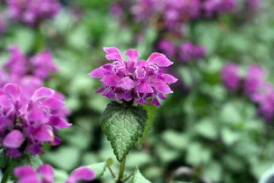 Purple Dragon Lamium - Creeping Lamium- Very Hardy/Shade - Quart Pot - Live Plant