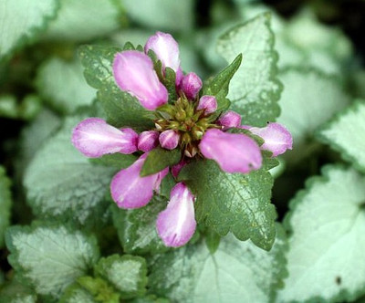 Orchid Frost Lamium - Creeping Lamium - Very Hardy/Shade - Quart Pot - Live Plant
