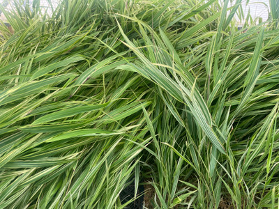 Japanese Forest Grass - Hakonechloa albo-striata - Shade Lover - 4" Pot