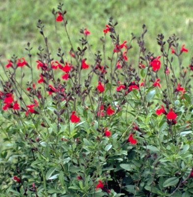 Autumn Cherry Chief Sage - Salvia greggii - 3" Pot - Live Plant