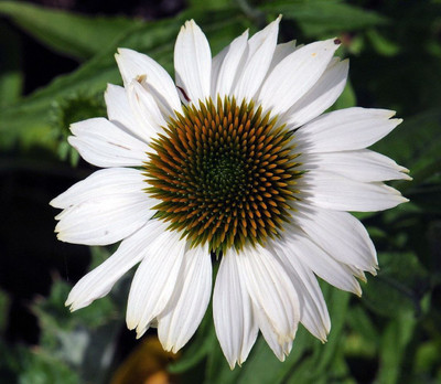 Pow Wow White Coneflower - Echinacea - Quart Pot - Live Plant