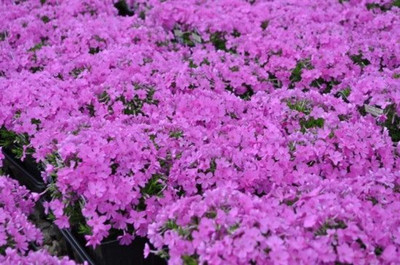 Emerald Pink Phlox Perennial - Live Plant - Quart Pot