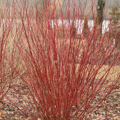 ARCTIC FIRE® Red - Red twig Dogwood -4" Pot - Proven Winner