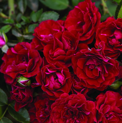 Fire Meidiland® Shrub Rose - Repeat Bloomer/Very Hardy - 4" pot