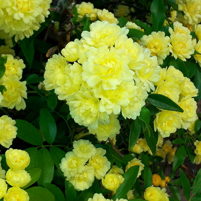 Yellow Lady Banks™ Chinese Climbing Rose - Fragrant Flowers -4" Pot