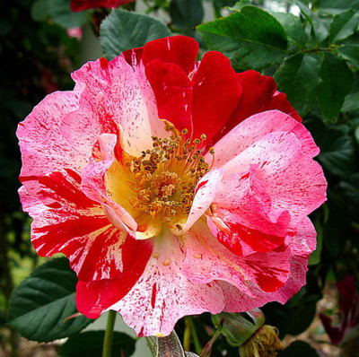 Fourth of July™ Climbing Rose - 4" Pot - Fragrant, Everblooming