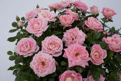 Pink Sunblaze® Miniature Rose Bush - Hardy - 2.5" Pot