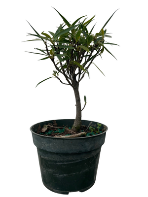 Bamboo Leaf Weeping Fig Tree - Bonsai/House Plant - 4" Pot - Ficus nerifolia