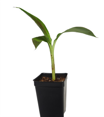 Siam Ruby Banana Plant - Musa - 2.5" Pot